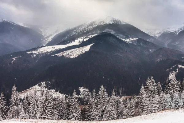 美丽的冬季风景，冰雪覆盖的树木 — 图库照片