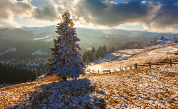 美丽的冬季风景，冰雪覆盖的树木 — 图库照片