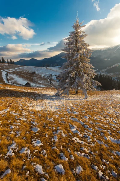 Wunderschöne Winterlandschaft mit schneebedeckten Bäumen — Stockfoto