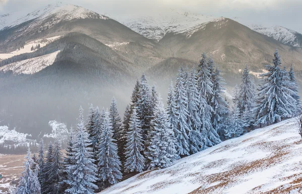 美丽的冬季风景，冰雪覆盖的树木 — 图库照片