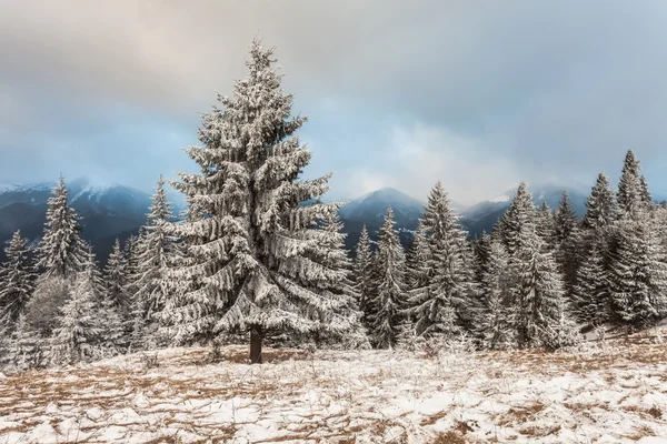 Weihnachten Hintergrund mit schneebedeckten Tannen — Stockfoto