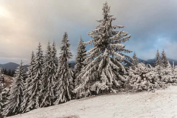 有白雪杉树的圣诞背景 — 图库照片