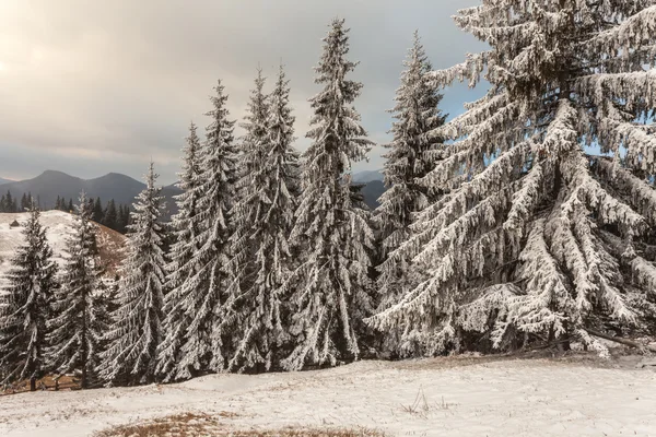 Weihnachten Hintergrund mit schneebedeckten Tannen — Stockfoto