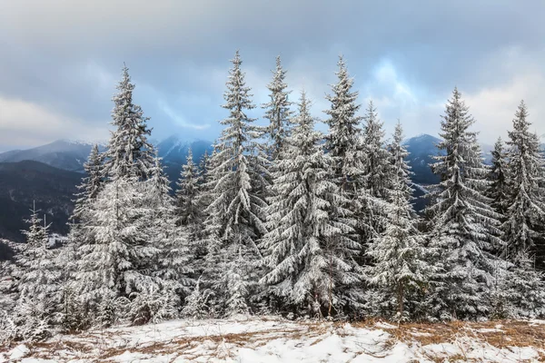 Weihnachten Hintergrund mit schneebedeckten Tannen — Stockfoto