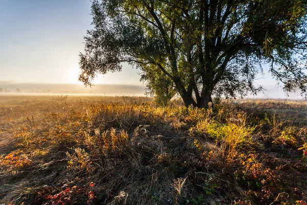 Morning on the bank of autumn lake — Stock Photo, Image
