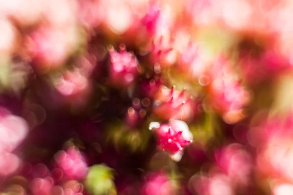 Fundo abstrato da flor. flores feitas com filtros de cor — Fotografia de Stock