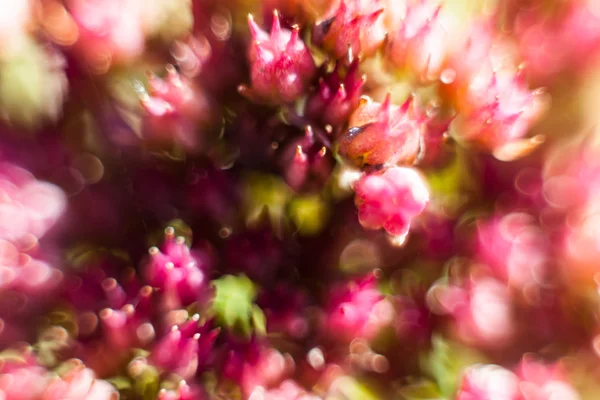 Fondo de flores abstracto. flores hechas con filtros de color — Foto de Stock