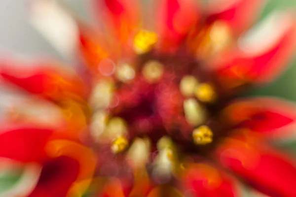 Fondo de flores abstracto. flores hechas con filtros de color — Foto de Stock