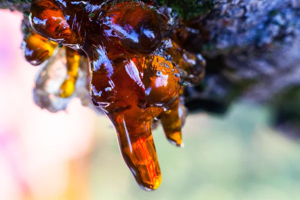 Solid amber resin drops on a cherry tree trunk. — Stock Photo, Image