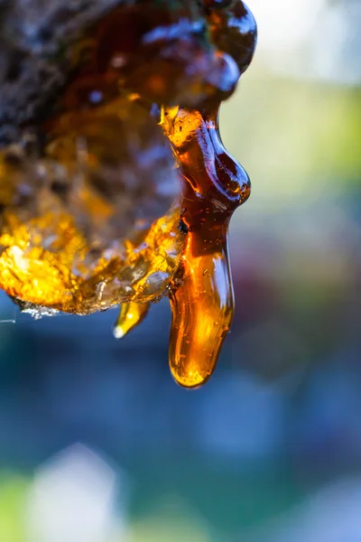 Solid amber resin drops on a cherry tree trunk. — Stock Photo, Image