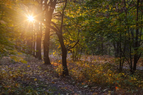 Mattina sulla riva del lago d'autunno — Foto Stock