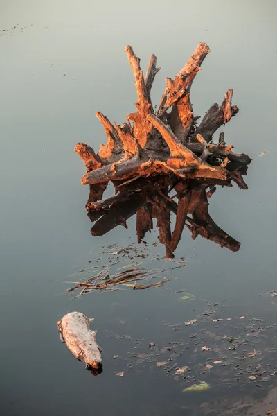 Água do lago e tocos de árvore — Fotografia de Stock