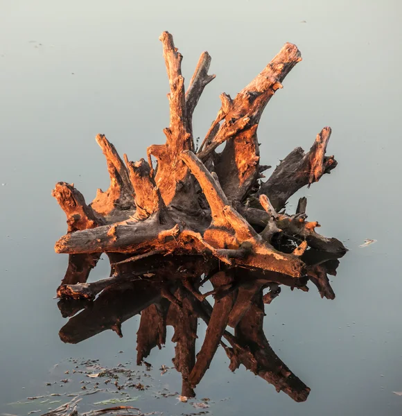 Lake water and tree stumps — Stock Photo, Image