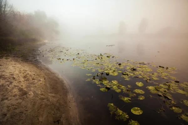 Matin sur la rive du lac d'automne — Photo