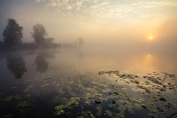 Sjön med dimman på sunrise — Stock fotografie