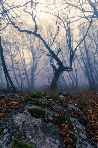 Fog in autumn beech forest. Crimea, Ukraine. — Stock Photo, Image