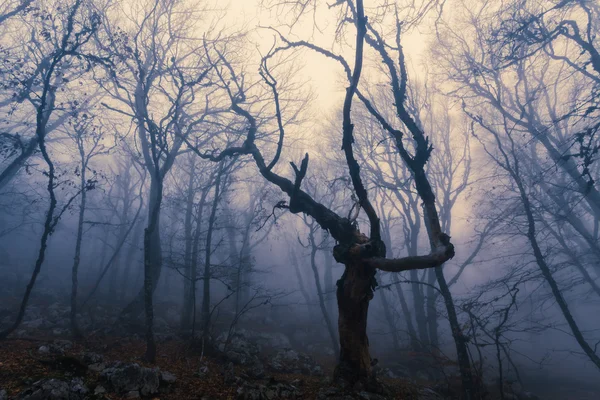 Mist in herfst beukenbos. Krim, Oekraïne. — Stockfoto