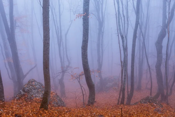 Brouillard dans la forêt de hêtres d'automne. Crimée, Ukraine . — Photo