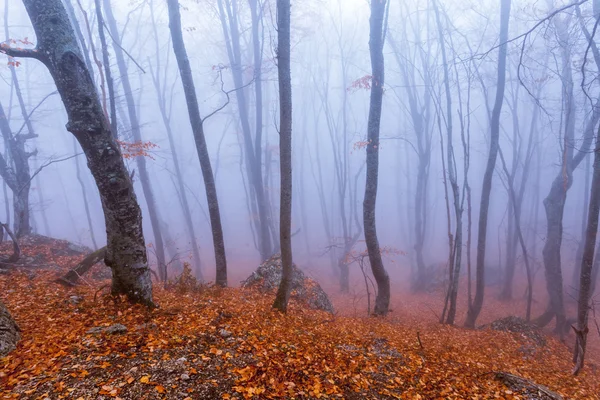Nebel im herbstlichen Buchenwald. Krim, Ukraine. — Stockfoto