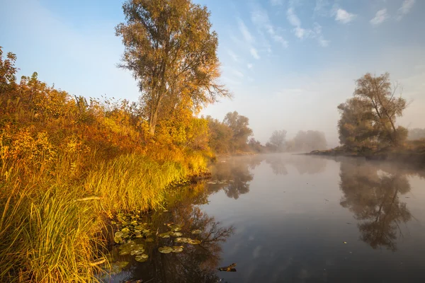 De herfst hout op de rivier bank — Stockfoto