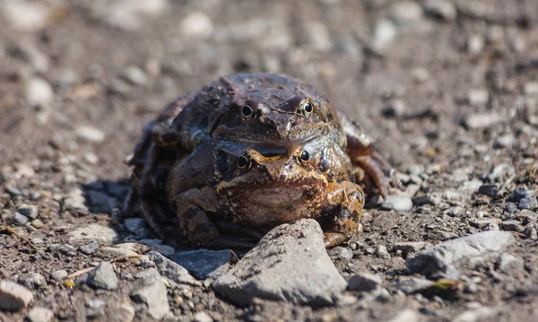 Couple d'amour Crapaud — Photo