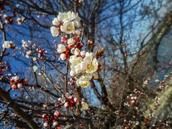 Flores brancas na primavera. Árvore de frutas — Fotografia de Stock