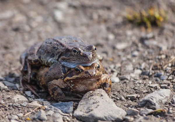 Couple d'amour Crapaud — Photo