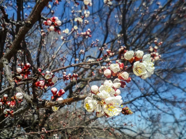 Fleurs blanches au printemps .Fruit arbre — Photo