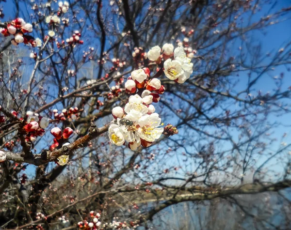 Vita blommor på våren. Fruktträd — Stockfoto