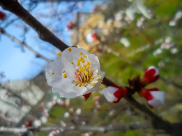 春の白い花。フルーツの木 — ストック写真