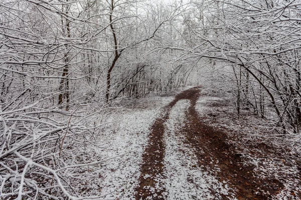 Forêt d'hiver avec arbres couverts de neige — Photo