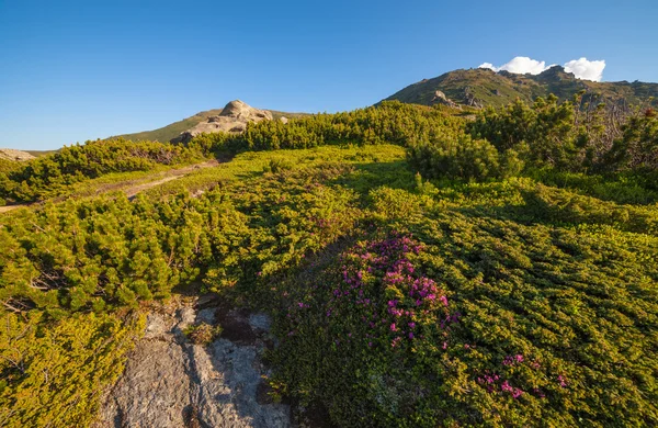 Mountain landscape