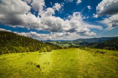 Cow on mountain pasture in the alps