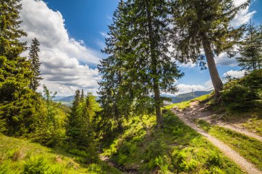 mountain summer landscape. trees near meadow 