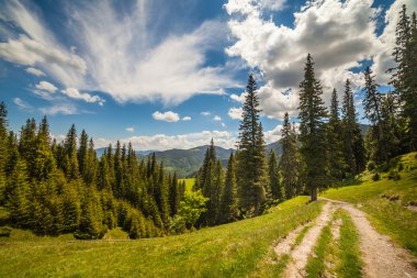 mountain summer landscape. trees near meadow 