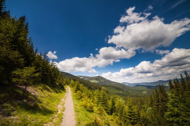 mountain summer landscape. trees near meadow 
