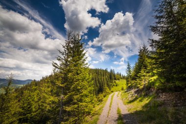 mountain summer landscape. trees near meadow 