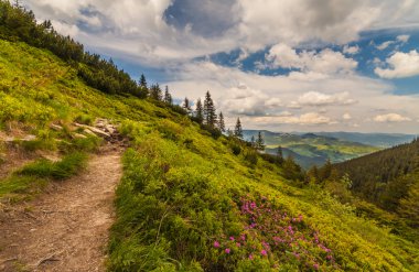 mountain summer landscape. trees near meadow 