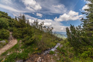 mountain summer landscape. trees near meadow 