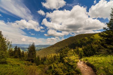 mountain summer landscape. trees near meadow 