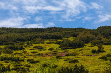 mountain summer landscape. trees near meadow 