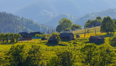 dağ yaz manzarası. çayır ve orman ağaçları