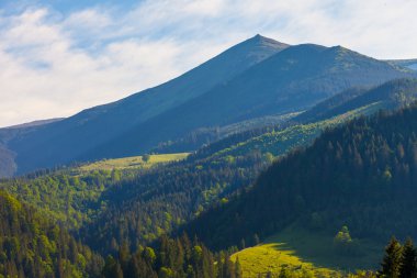 dağ yaz manzarası. çayır ve orman ağaçları