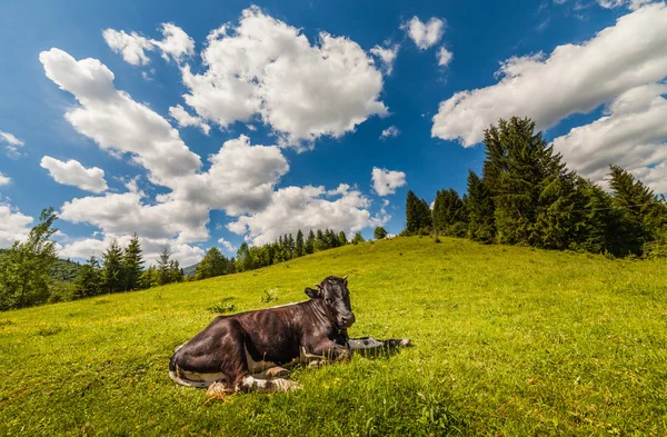 Vaca em pastagem de montanha nos alpes — Fotografia de Stock