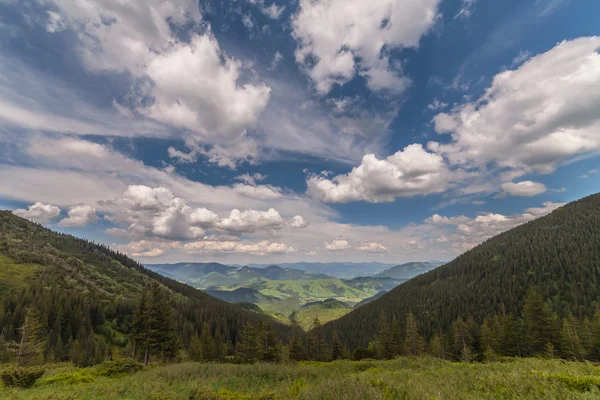 Paisaje de verano de montaña. árboles cerca del prado — Foto de Stock