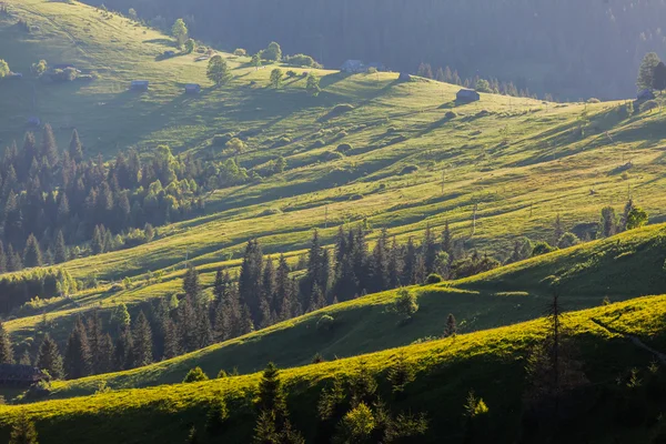 Paisagem de verão de montanha. árvores perto do prado e da floresta — Fotografia de Stock