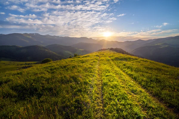 Bergsommerlandschaft. Bäume in der Nähe von Wiese und Wald — Stockfoto