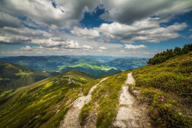 sihirli pembe ormangülü çiçek Dağları