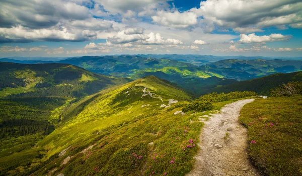 sihirli pembe ormangülü çiçek Dağları