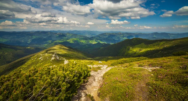 sihirli pembe ormangülü çiçek Dağları